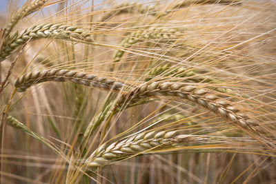 Detail shot of stalks