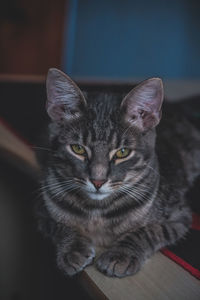 Close-up portrait of tabby cat on table