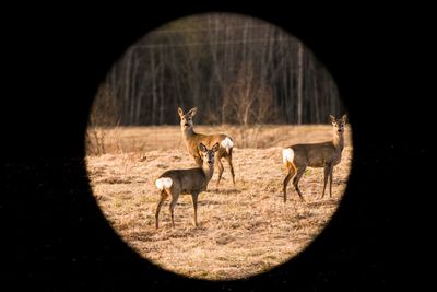 Three deer on field seen through rifle sight in forest