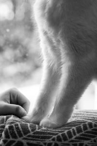 Close-up of hand holding cat