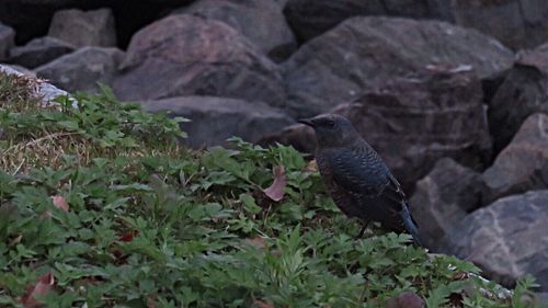 Bird on tree stump