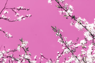 Low angle view of cherry blossoms against sky