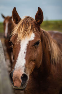 Close-up of horse in ranch