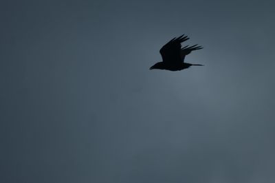 Silhouette bird flying against sky