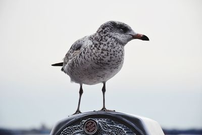 Close-up of bird perching outdoors