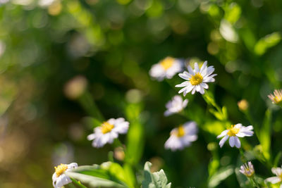 Close-up of white flowering plants on field