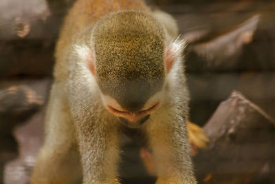 Close-up of a monkey