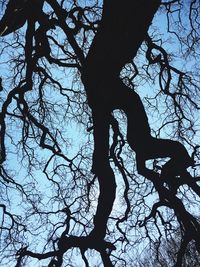 Low angle view of silhouette bare trees against sky