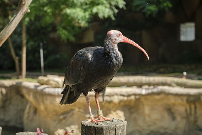 Close-up of bird perching on wooden post