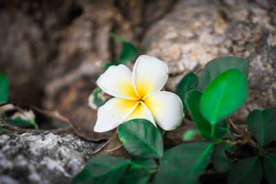 Close-up of white flowering plant