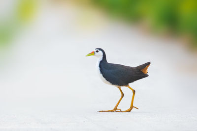 Close-up of bird