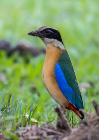 Close-up of a bird perching on a field