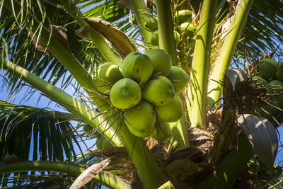Low angle view of coconut palm tree