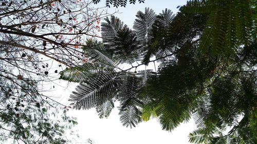 Low angle view of trees against clear sky