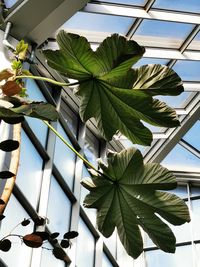 Low angle view of potted plant on table