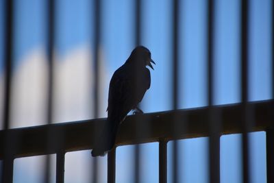 Bird perching on railing