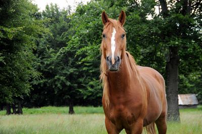 Portrait of horse standing in ranch