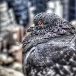 Close-up of bird perching outdoors