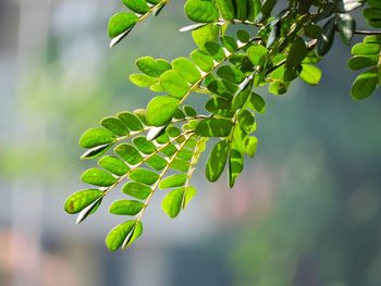 Close-up of fresh green plant