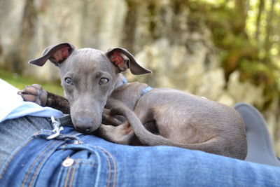 Portrait of dog relaxing outdoors