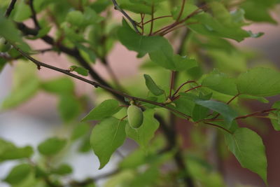 Close-up of fresh green leaves on plant