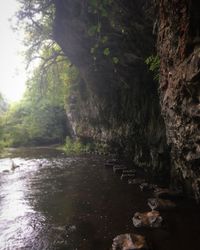 Scenic view of forest