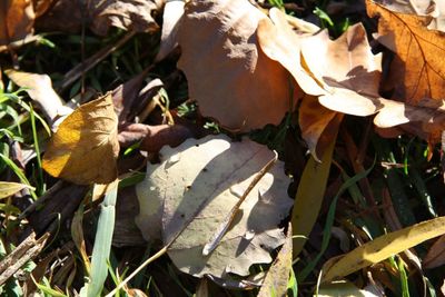 Plants growing on field