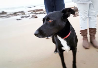 Close-up of dog on beach