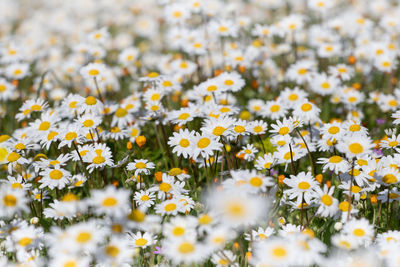 Close-up of white daisy flowers