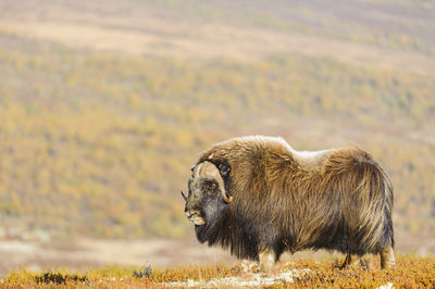 Musk ox animals standing in autumn landscape, norway autumn colors