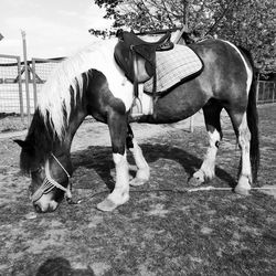 Horses standing in ranch