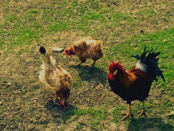 Sheep grazing on grassy field