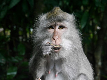 Portrait of monkey eating food