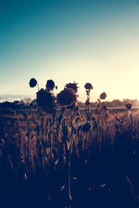 Scenic view of field against sky at sunset