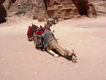 Camel on sand in petra
