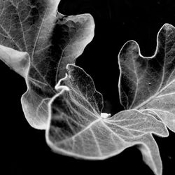 Close-up of leaf over black background