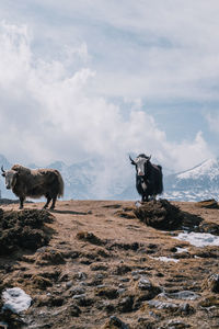 View of cows standing on landscape against cloudy sky