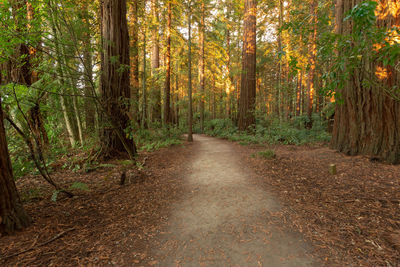 Road amidst trees in forest during autumn