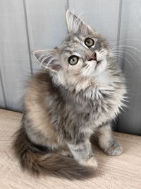 pet