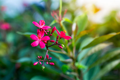 Close-up of pink flowering plant