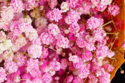 Close-up of pink flowering plants