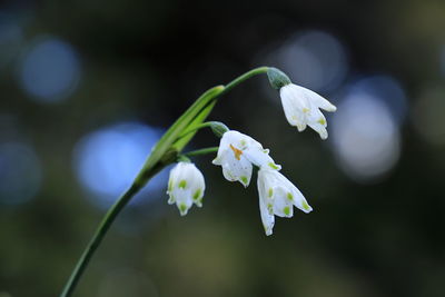 Close-up of white flowering plant