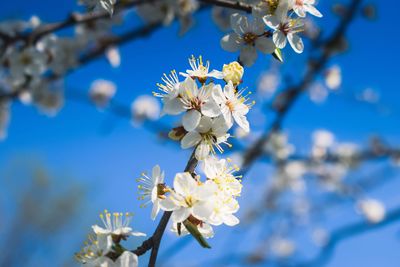 Close-up of cherry blossoms in spring