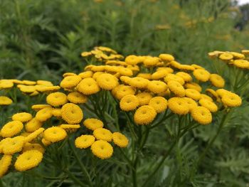 Close-up of yellow flowering plants