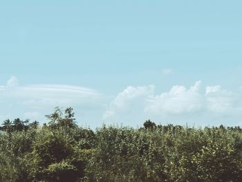 Low angle view of trees against sky