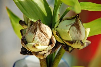 Close-up of fresh red rose flower bud