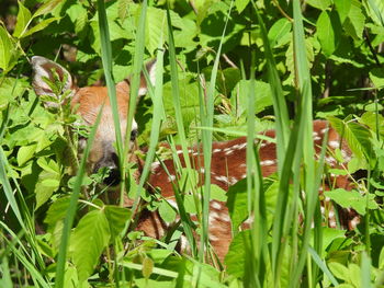 Close-up of lizard on leaves