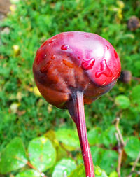 Close-up of mushroom growing on tree