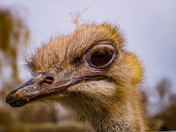 Close-up of a bird