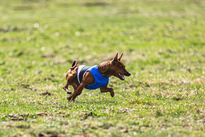 Dog running straight on camera and chasing coursing lure on green field